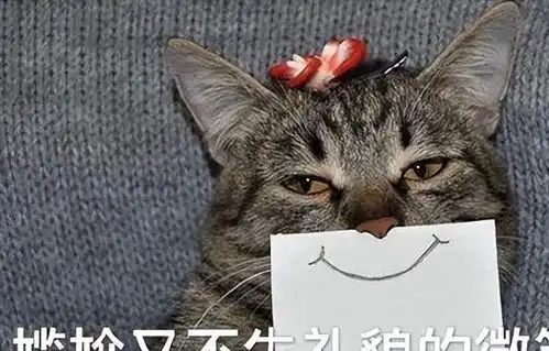 猫咪与人类生活久了,就能听懂人话真相揭晓了