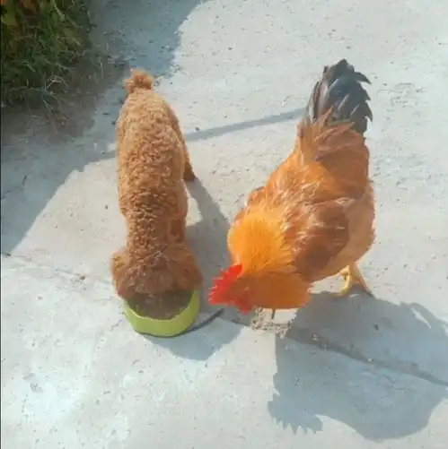 泰迪吃肉嘴变刁,主人找来大公鸡帮忙,泰迪不许抢我的狗粮