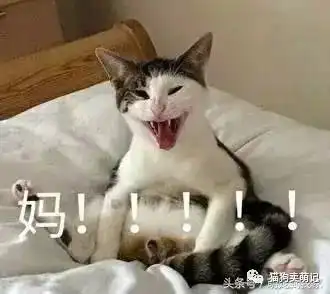 猫咪表情包太鬼畜这些猫已经被搞疯啦妈,快帮我拿我秋裤来