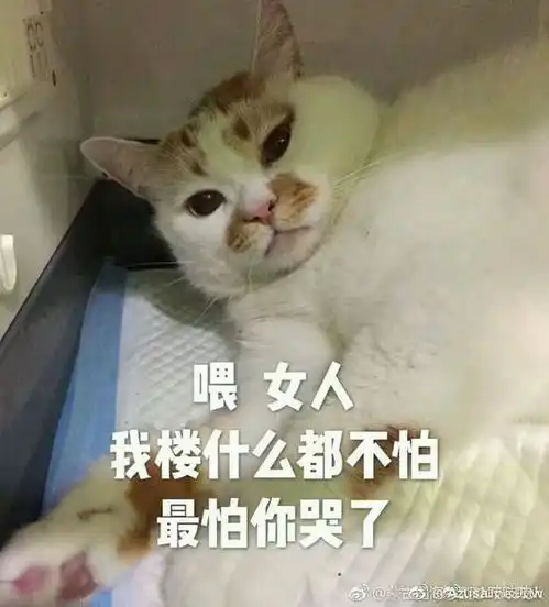 小猫咪表情包,简直可爱炸了百度贴吧超可爱猫咪表情包