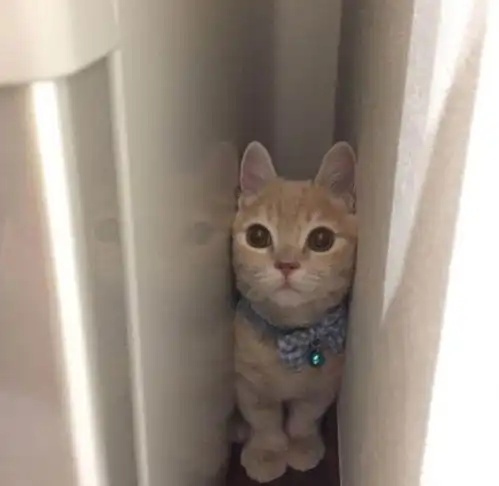 日本一只叫miru的曼基康猫,凭借超高的卖萌力,俘获了一波迷弟迷妹表情