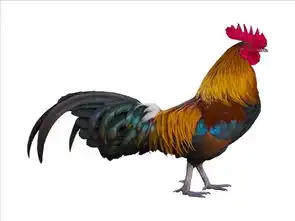 中国的地图,为什么像是一只公鸡专家给出了明确的说法