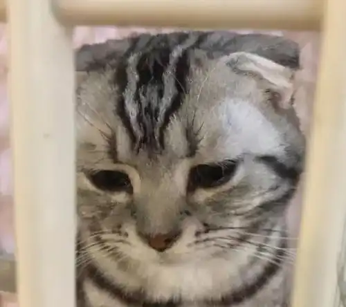 十分抱歉表情包猫咪