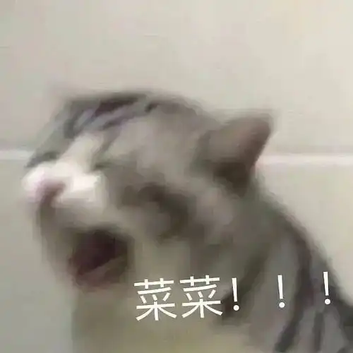 奇迹猫咪环游世界
