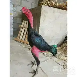 奇台县斗鸡苗多少钱一只-黄页88网