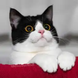 大眼萌猫表情包