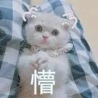 小猫卖萌表情包表情包
