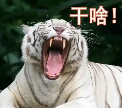 古瓷公益丨我是老虎,向您呼救