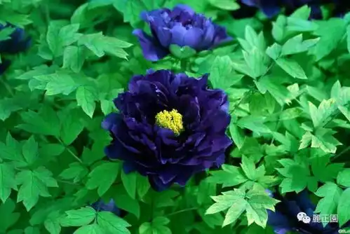 唯有牡丹真国色,花开时节30元,自驾畅游丽正园