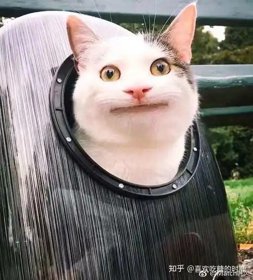 有什么带猫的适合男生用的头像