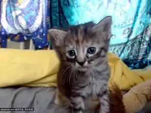 小猫卖萌表情包忧伤