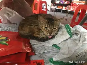 遇到一只吐舌头卖萌的小猫,走近才发现小猫的舌头缩不回去好可怜