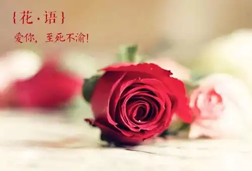 搭着飞的而来的春城鲜花,在这段惊艳的时光里,感受四季如春