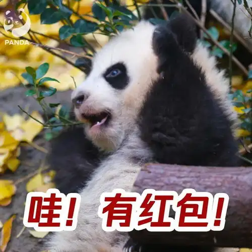滚滚表情包4.0新年快乐不是群发
