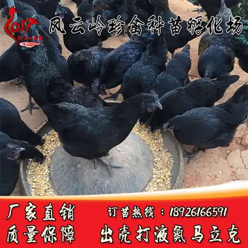 五黑绿壳蛋鸡苗报价厂家