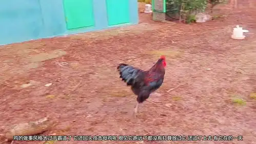 公鸡太嚣张了,母鸡一见到它过来就都跑了,鸡还要不要留着