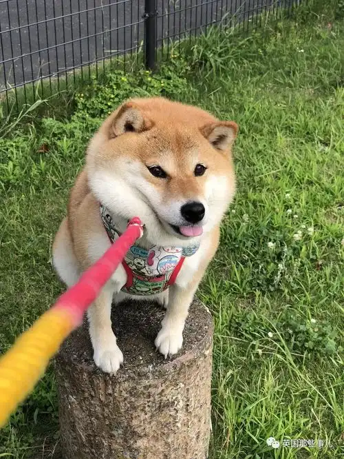 不要潜水的表情包柴犬