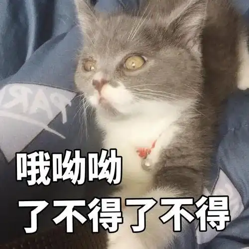 小猫卖萌表情包猫咪