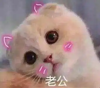表情包软萌猫咪撒娇卖萌系列软妹必备