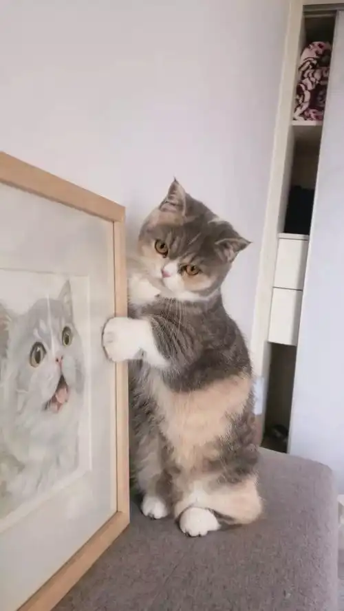 猫咪看到自己的画像,直接上嘴开始咬,委屈表情实在可爱