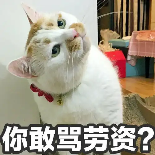 小猫卖萌表情包楼楼