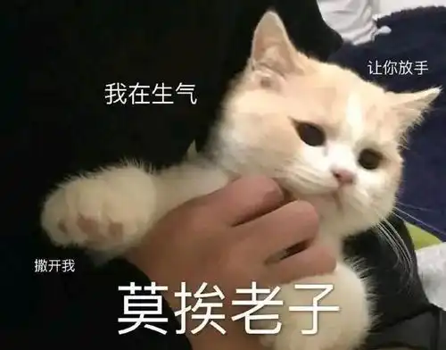 到底为什么我家猫就是喜欢咬我呀