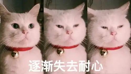 图搞笑表情猫咪