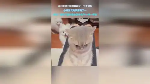 当小猫被小狗追着闻了一下午屁股,小猫生气的表情亮了