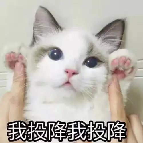 小猫卖萌表情包我是愤怒