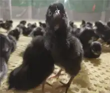 现在绿壳鸡苗多少钱一只纯种绿壳蛋鸡苗价格五黑鸡苗价格行情