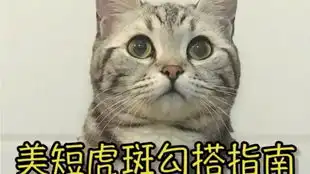 两天不见五个月发情猫猫努力卖萌想我家猫了用力rua