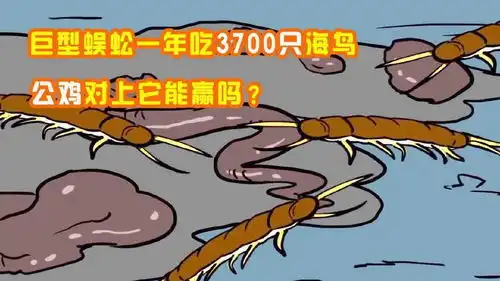 澳大利亚巨型蜈蚣,一年吃掉3700只海鸟,公鸡对上它们能赢吗