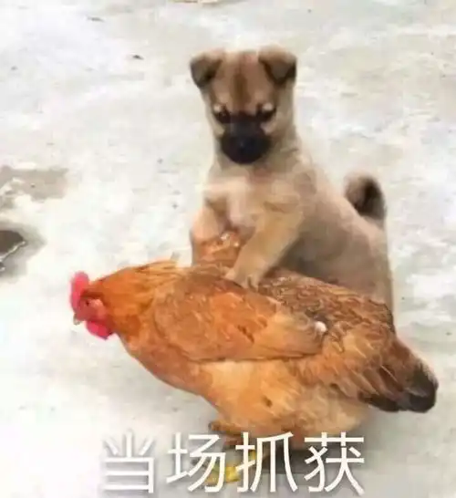 被安排得明明白白的清远鸡中黑珍珠,你要把我带回家吗