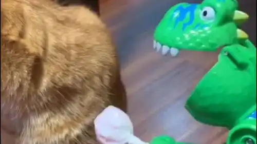 撩猫撩到怀疑喵生,最后那个表情,猫我怕是有点抑郁
