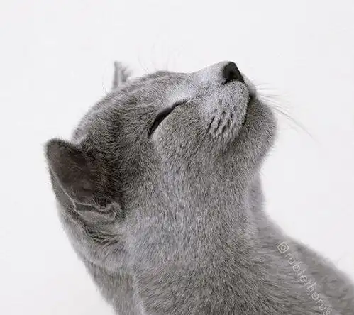 靠眼神就能撩妹无数这只自带贵族气息的猫中绅士