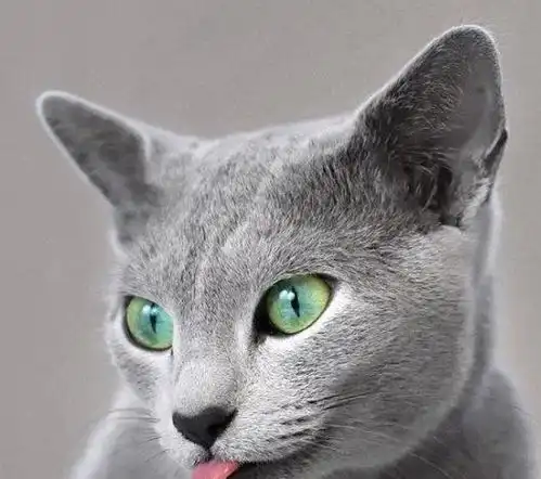 靠眼神就能撩妹无数这只自带贵族气息的猫中绅士