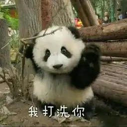 求关心表情包熊猫