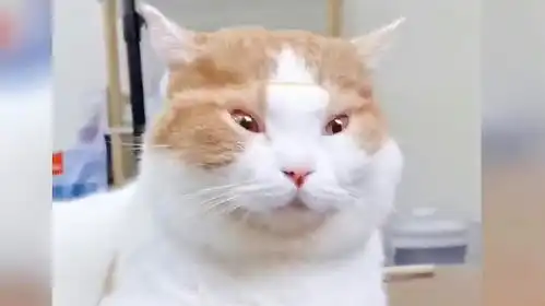 小猫卖萌表情包捂脸