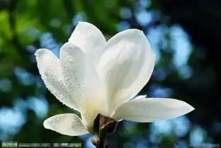 玉兰正盛开上海市花观赏地推荐