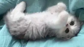 awsl您好您的猫咪外卖已经送到
