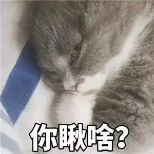 可爱卖萌猫咪表情包走开你丑到朕了