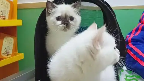 小猫卖萌表情包可怜