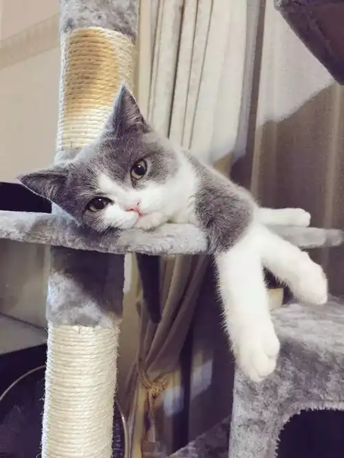 日本小哥养了一只仙女小猫咪,这生气的小表情让人想宠溺啊