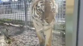 两只表情很无辜的印度虎,有点可爱