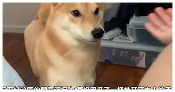 柴犬的各种表情,不是从后天培养出来的网友从出生就自带的