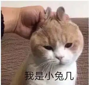 我当初为什么要给猫取这个名字后悔啊
