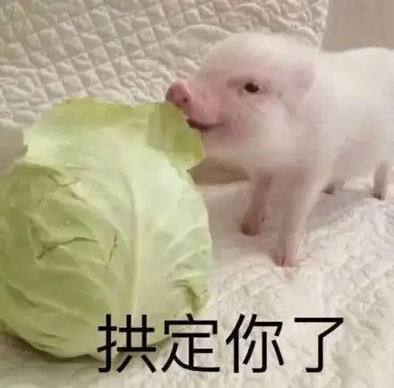 猪猪表情包合集