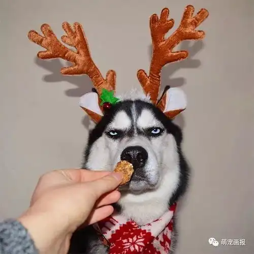圣诞氛围越来越浓了,然而这些猫猫狗狗好像并不开心