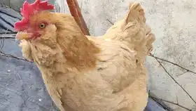 母鸡带回来的一只小鸡,3个月已经开始打鸣了,会不会是早熟啦
