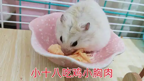 仓鼠小十八美滋滋吃鸡胸肉,主人终于敢轻轻地摸可爱的小仓鼠了